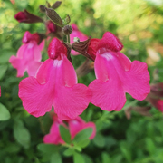 Salvia Naturally Fuchsia